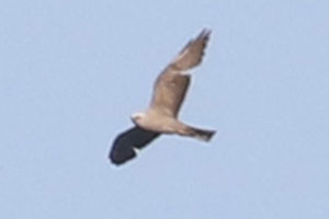 Mississippi Kite - 6/28/19, Montoursville © Bobby Brown