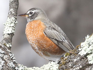 American Robin - 2/24/21, Rose Valley Lake © Bobby Brown