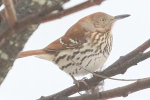 Brown Thrasher - 12/31/20, Rose Valley Lake © Bobby Brown