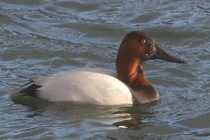 Canvasback - 2/16/21, Williamsport Dam © Bobby Brown