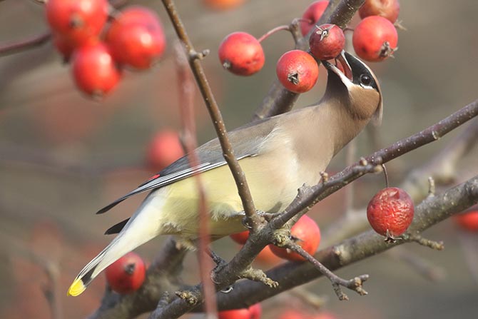 Cedar Waxwing - 12/5/20, Rose Valley Lake © Bobby Brown