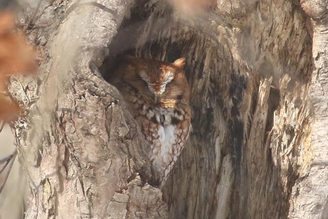 Eastern Screech-Owl - 2/17/21, Montoursville © Bobby Brown