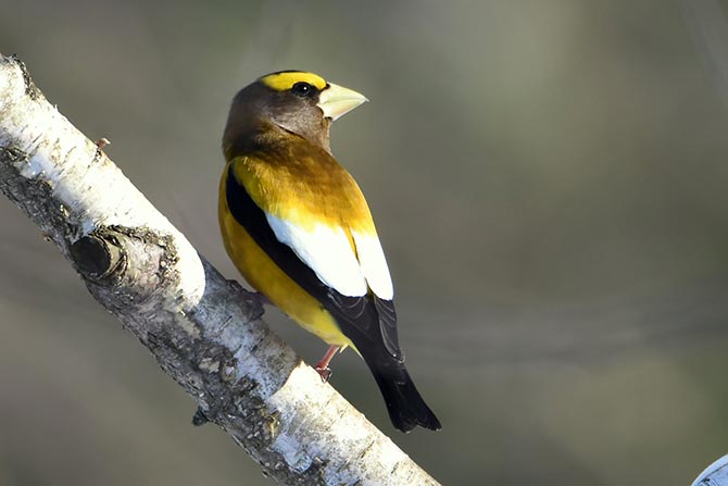 Evening Grosbeak - 2/6/21, near South Williamsport © Judi Pinkerton