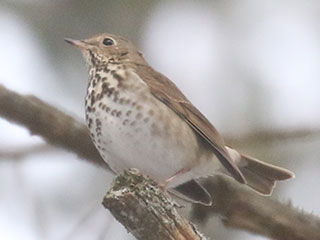 Hermit Thrush - 1/8/21, Williamsport Water Authority © Bobby Brown