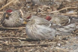 Hoary Redpoll - 2/6/21, near Mill Hill Rd. © Bobby Brown
