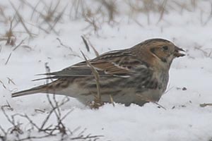 Lapland Longspur - 2/7/21, Nisbet © Bobby Brown