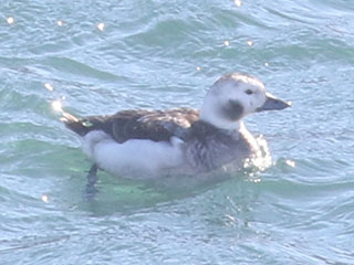 Long-tailed Duck - 2/6/21, Williamsport Dam © Bobby Brown
