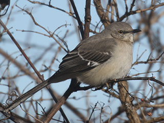 Northern Mockingbird - 1/24/21, Nisbet © Bobby Brown