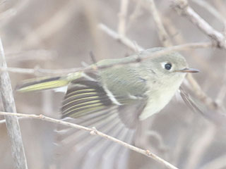 Ruby-crowned Kinglet - 12/31/20, Rose Valley Lake © Bobby Brown