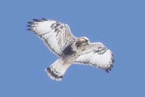 Rough-legged Hawk - 2/21/21, Mill Hill Rd. © Bobby Brown