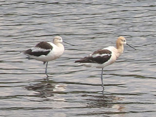 American Avocet - 8/11/20, Williamsport Dam © Bobby Brown