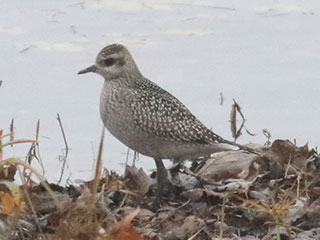 American Golden-Plover - 11/12/20, Williamsport Dam © Bobby Brown
