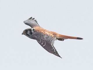 American Kestrel - 8/30/20, Rte. 15 Overlook © David Brown