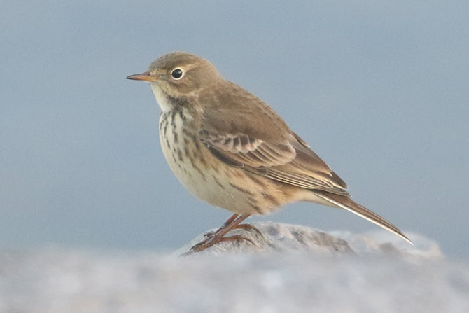 American Pipit - 9/21/20, Rose Valley Lake © Bobby Brown