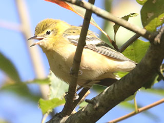 Bay-breasted Warbler - 9/20/20, SGL 252 © Bobby Brown
