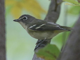Blue-headed Vireo - 9/26/20, Canfield Island © Bobby Brown