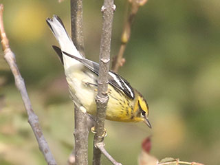 Blackburnian Warbler - 9/18/20, Rose Valley Lake © Bobby Brown