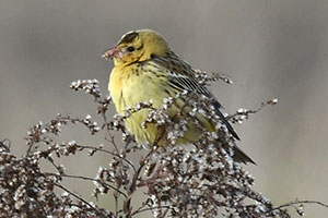 Bobolink - 10/31/20, Antes Fort © Steve Pinkerton