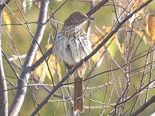 Brown Thrasher - 10/3/20, Rose Valley Lake © Bobby Brown