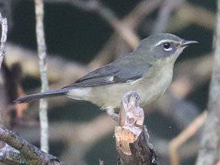 Black-throated Blue Warbler - 8/23/20, Rose Valley Lake © Bobby Brown