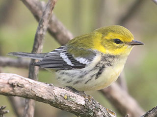 Black-throated Green Warbler - 9/15/20, Rose Valley Lake © Bobby Brown