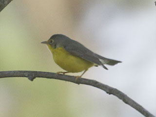 Canada Warbler - 9/13/20, SGL 252 © Bobby Brown