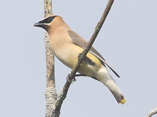 Cedar Waxwing - 8/16/20, Rose Valley Lake © Bobby Brown