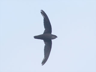 Chimney Swift - 8/7/20, Williamsport Dam © Bobby Brown