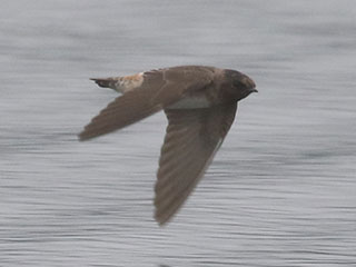 Cliff Swallow - 8/29/20, Rose Valley Lake © Bobby Brown