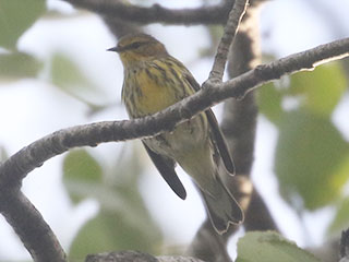 Cape May Warbler - 8/23/20, Rose Valley Lake © Bobby Brown