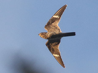 Common Nighthawk - 10/3/20, Mill St. © Bobby Brown