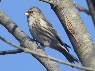Common Redpoll - 11/7/20, Rose Valley Lake © Bobby Brown