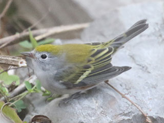 Chestnut-sided Warbler - 11/21/20, Rose Valley Lake © Bobby Brown