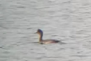 Eared Grebe - 9/15/20, Rose Valley Lake © Bobby Brown