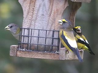 Evening Grosbeaks - 10/25/20, Ralston © Bobby Brown