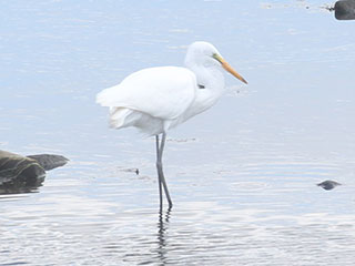 Great Egret - 8/3/20, Williamsport Dam © Bobby Brown