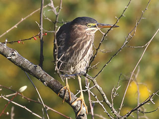 Green Heron - 9/21/20, Rose Valley Lake © Bobby Brown