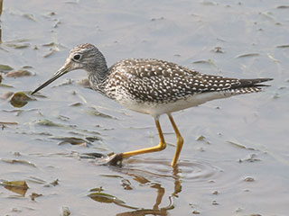 Greater Yellowlegs - 9/16/20, Rose Valley Lake © Bobby Brown