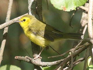 Hooded Warbler - 9/13/20, SGL 252 © Bobby Brown