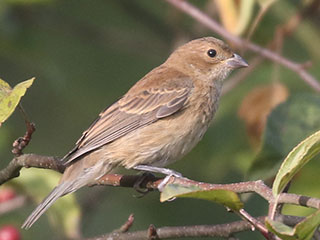 Indigo Bunting - 9/18/20, Rose Valley Lake © Bobby Brown