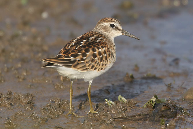 Least Sandpiper - 8/7/20, Williamsport Dam © Bobby Brown