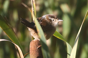 Marsh Wren - 9/22/20, Rose Valley Lake © Bobby Brown