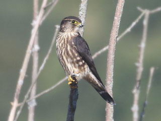 Merlin - 9/22/20, Rose Valley Lake © Bobby Brown