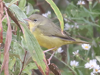 Mourning Warbler - 10/4/20, SGL 252 © Bobby Brown