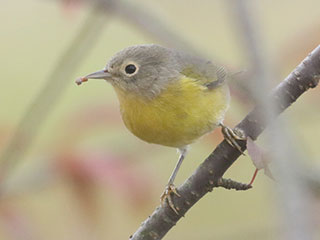 Nashville Warbler - 9/24/20, Rose Valley Lake © Bobby Brown