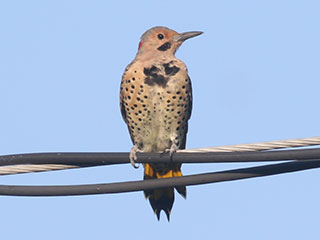 Northern Flicker - 8/25/20, Montoursville © Bobby Brown