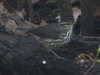 Northern Waterthrush - 10/4/20, SGL 252 © Bobby Brown