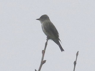 Olive-sided Flycatcher - 8/29/20, Rose Valley Lake © Bobby Brown