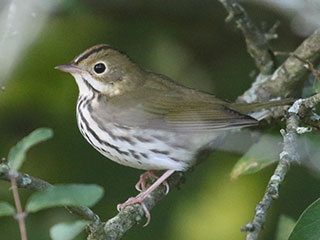 Ovenbird - 9/14/20, Rose Valley Lake © Bobby Brown