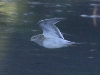 Pectoral Sandpiper - 9/21/20, Rose Valley Lake © Bobby Brown